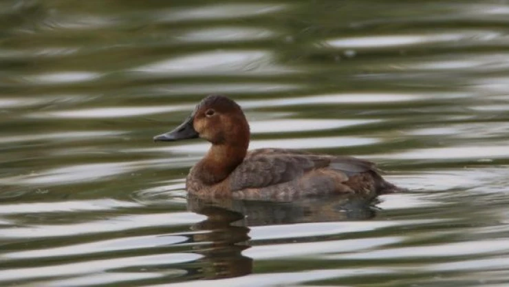 Elmabaş ördeği, kış için  Ağrı Dağı'nın eteklerini tercih ediyor