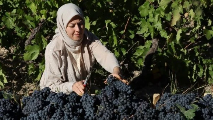 Erciş üzümünün bağ bozum mesaisi başladı