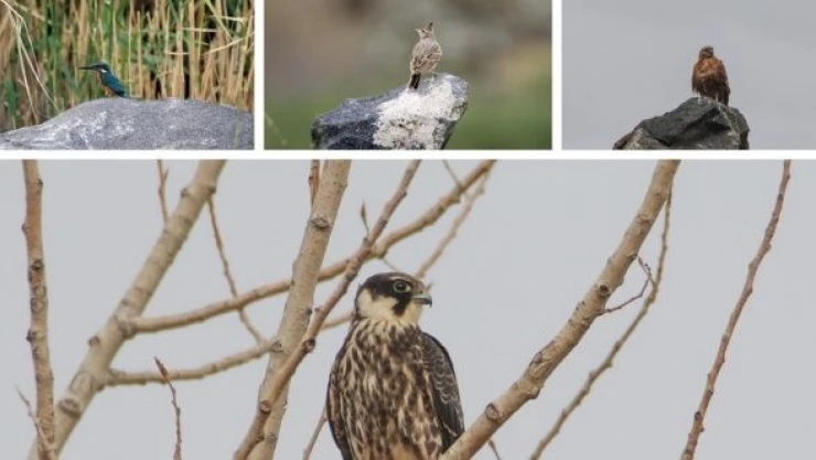 Erhacı sulak alanında 68 kuş türü tespit edildi