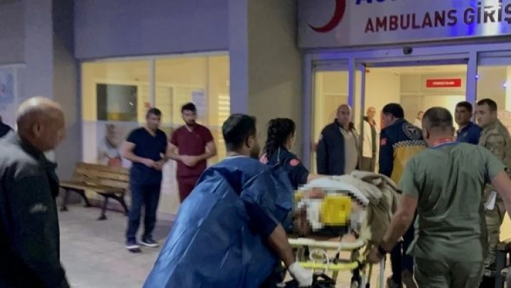 Erzincan'da ayı, kadına saldırdı!