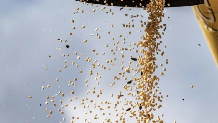 Erzurum'da  'danelik mısır' çiftçilerin yeni gelir kapısı olacak