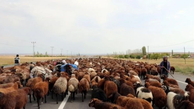Iğdır'da göçerlerin yaylalardan dönüş mesaisi başladı