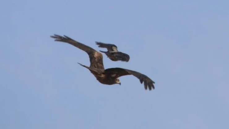 Iğdır'da leş kargası kara çaylağa böyle saldırdı!