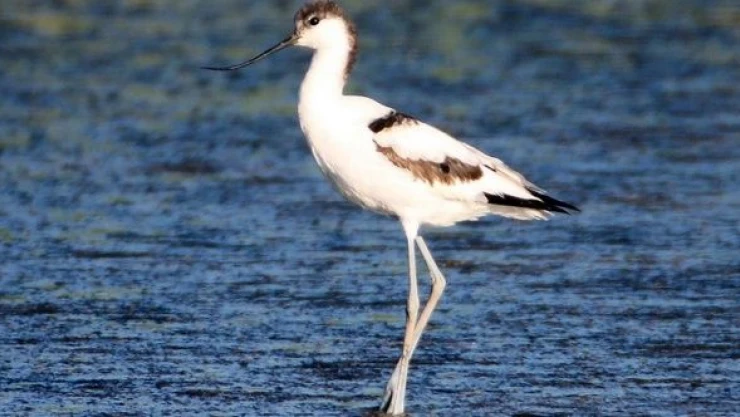 Iğdır'da mola veren kılıçgaga kuşu kameralara takıldı