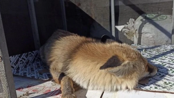 Iğdır'da soğuktan etkilenen tilki tedavi edildi