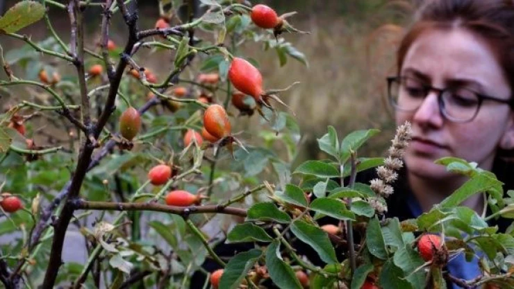 Kars'ta kuşburnu toplama mesaisi başladı