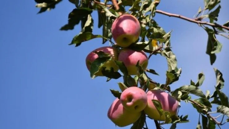 Kars'ta tescilli uzun elmanın hasat mesaisi başladı