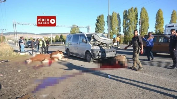 Kars'ta trafik kazası: Zavallı hayvanlar böyle telef oldu