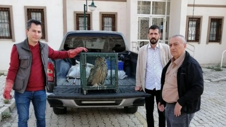 Malatya'da bir puhu  sahipsiz köpeklerin saldırısına uğradı