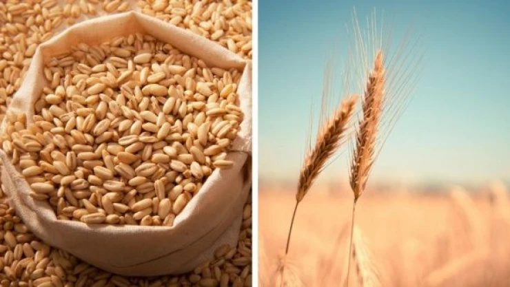 Malatya'da çiftçilere buğday ve arpa tohumu dağıtıldı