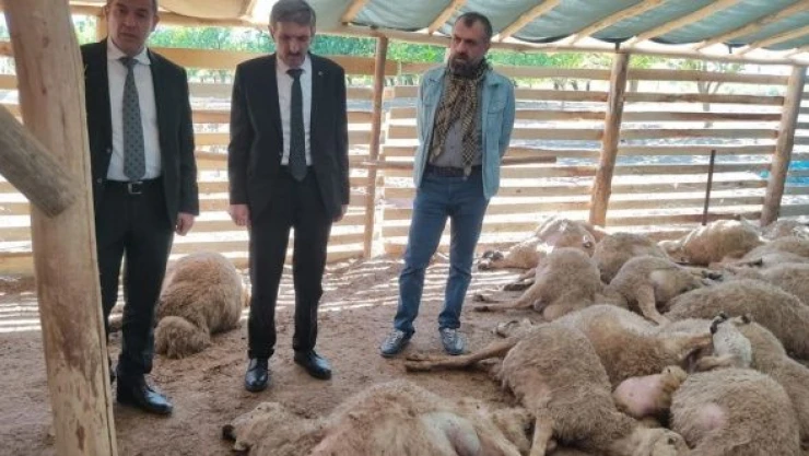 Malatya'da kurt dehşet saçtı: Koyunları telef etti