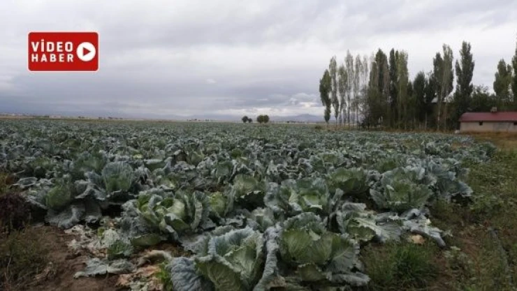 Muş'ta Ƈ. Kelem Festivali' düzenlendi