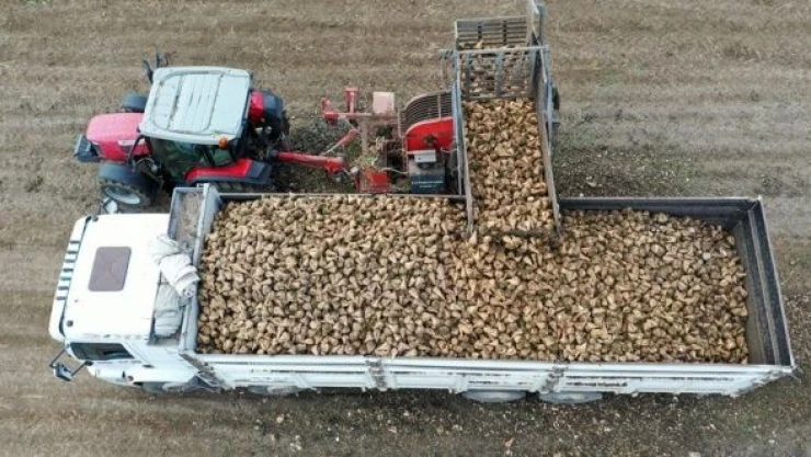 Muş'ta bu yıl 40 bin 500 ton şeker üretimi hedefleniyor