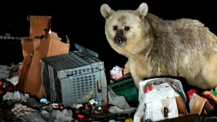 Sarıkamış'ta boz ayılar endişelendiriyor