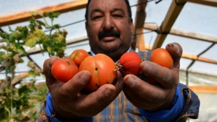 Sarıkamış'ta emekli işçi 2 bin 150 metre rakımda ürün yetiştiriyor