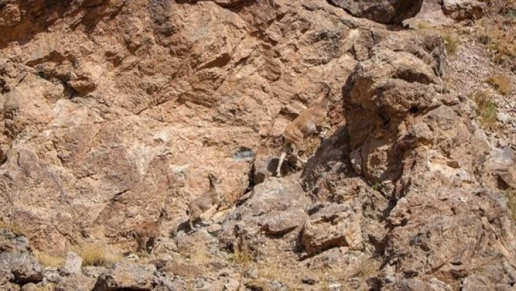 Yaban hayvanları terörden arındırılan dağlara geri dönüyor