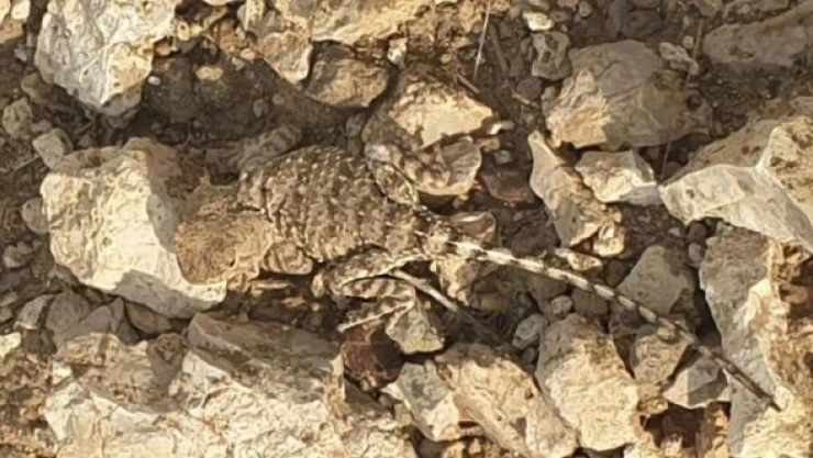 Tunceli'de 'bozkır keleri' görüntülendi