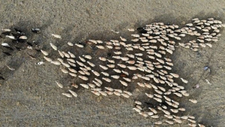 Tunceli'de göçer kadınlar  koyun sayısını artırdı