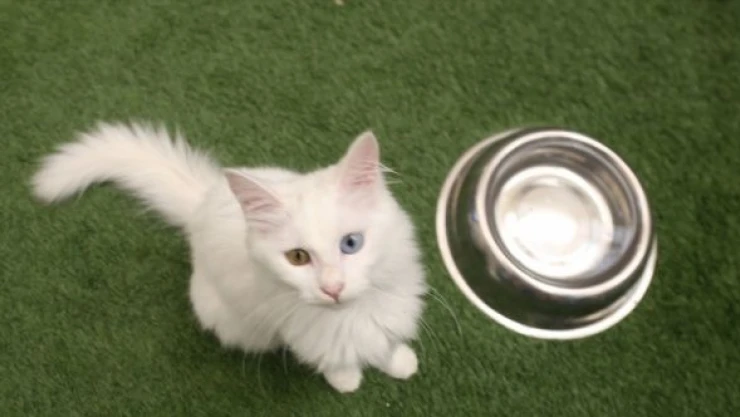 Van kedileri turistlerin ilgi odağı oldu