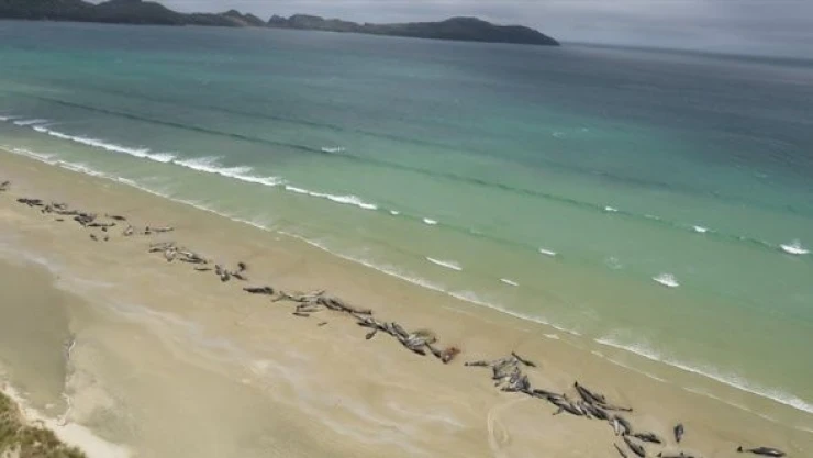 Yeni Zelanda'da 477 pilot balina öldü