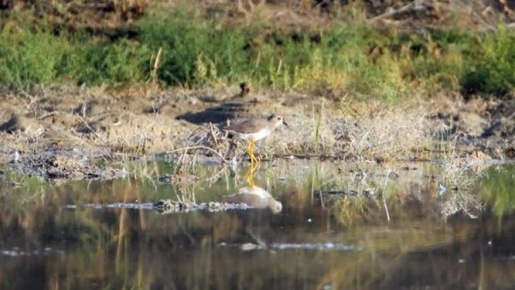 Ak kuyruklu kızkuşu ilk defa kayıt altına alındı