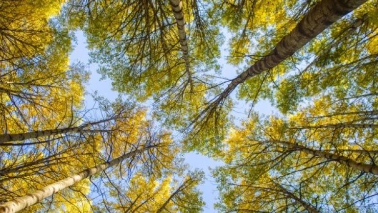 Doğa tutkunları Salördek ormanlarına akın ediyor