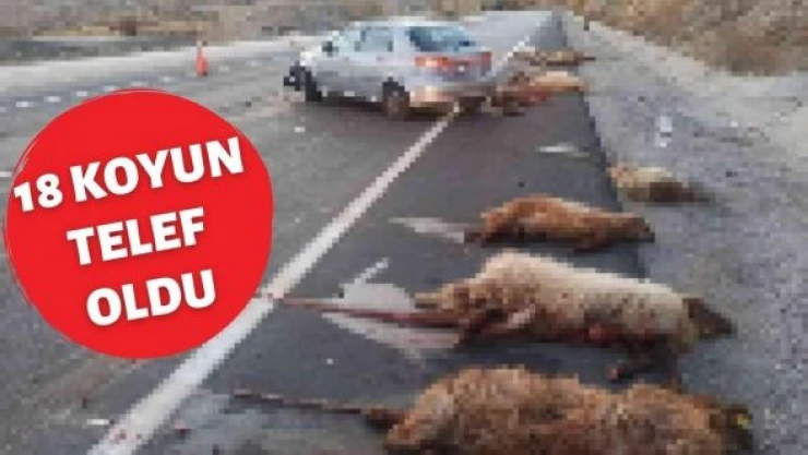 Yine trafik kazası, yine telef olan hayvanlar