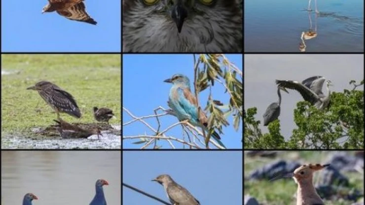 Ağrı Dağı çevresinde 100 kuş türü görüntülendi