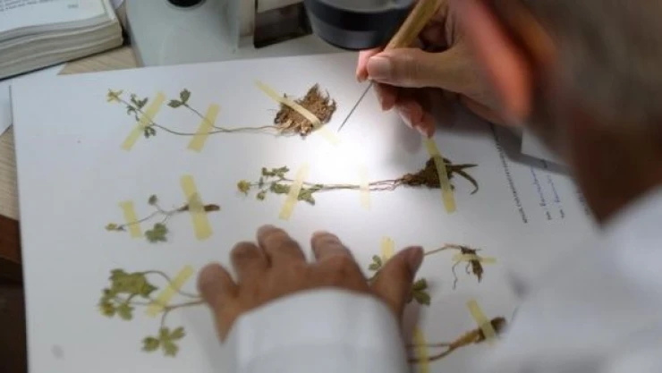 Bingöl'de yaklaşık 27 bin bitki Herbaryum'da saklanıyor
