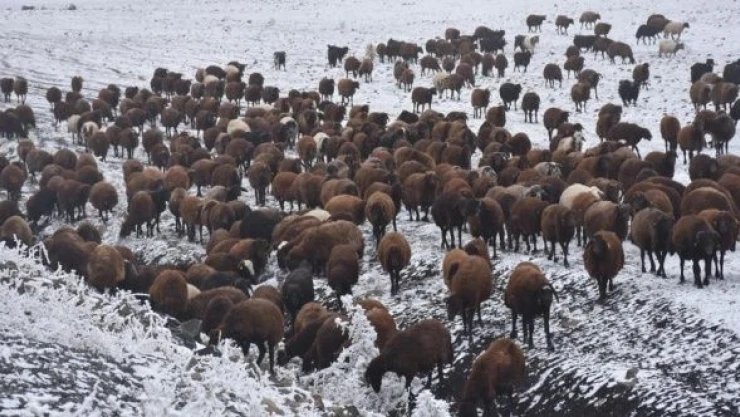 Çobanların koyun sürüleriyle zorlu göçü sürüyor