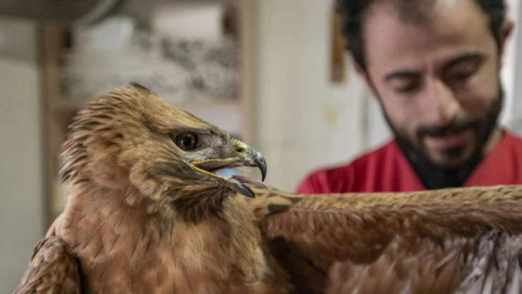 Erzurum'da yaralı halde kızıl şahin bulundu