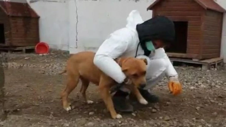 Kars Belediyesi'nden Geçici Hayvan Bakım Merkezi açıklaması