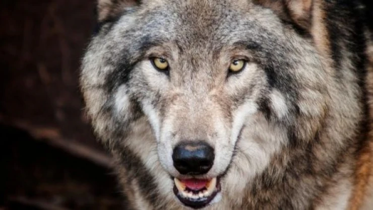 Kars'ta aç kalan kurt köye indi