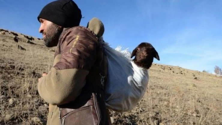 Karslı çoban merada doğan kuzuyu sırtında taşıdı