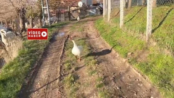 Kaz geliyorum demedi! Zavallı memur kaz saldırısına uğradı