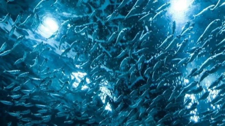 Malatya 'balık yavrusu' üretim merkezi oluyor