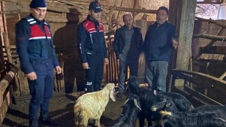 Malatya'da jandarma kayıp 25 küçükbaş hayvanı buldu