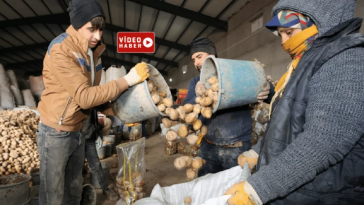 Türkiye'nin patatesi Bitlis'ten
