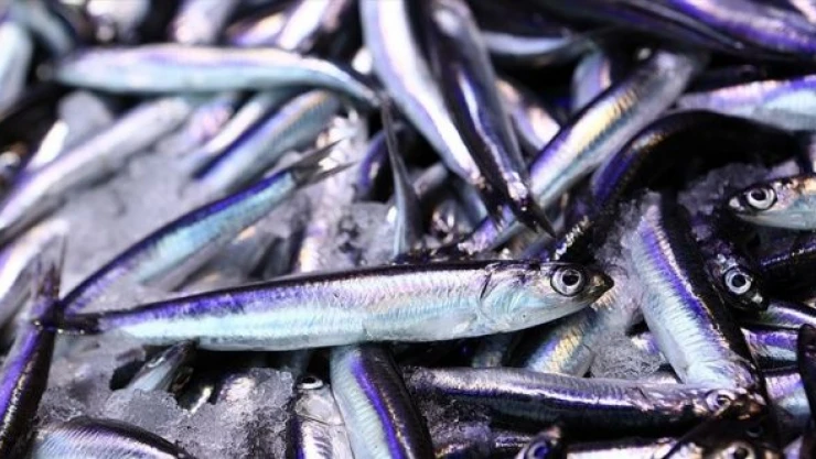 Türkiye hamsi ihracatında rekor kırdı