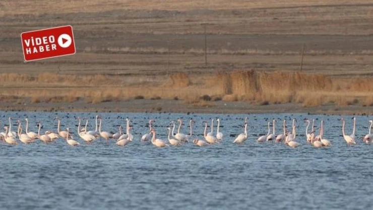 Van Gölü'nün misafirleri göçmeye başladı