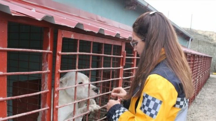 Bu barınakta 7 bin 500 can hayata döndürüldü