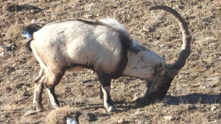 Yılda bir kez ortaya çıkıyor... Dünyada yalnızca Van'da var...