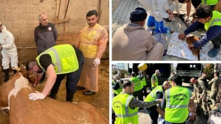 Erzurum'dan deprem bölgesine ''Gezici Hayvan Hastanesi''