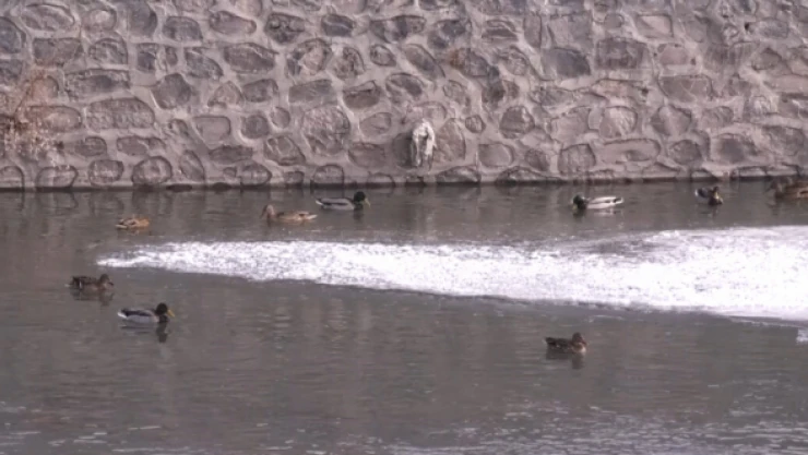 Kars Çayı yaban ördeklerine ev sahipliği yapyor