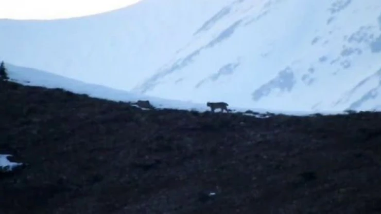 Nesli tükenmekte olan vaşak Tunceli'de
