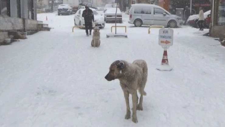 Tunceli'de 251 köy yolu ulaşıma kapandı