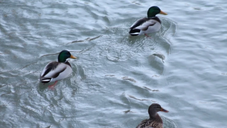 Yeşilbaşlı ördekler Çoruh Nehri'nde