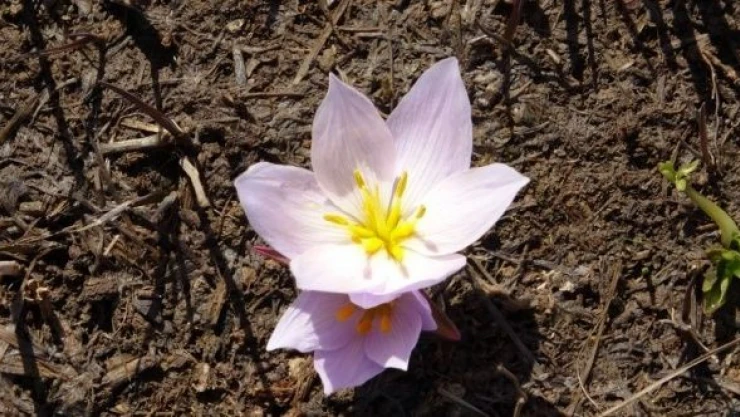 Baharın müjdecisi kardelenler Yüksekova'da göründü