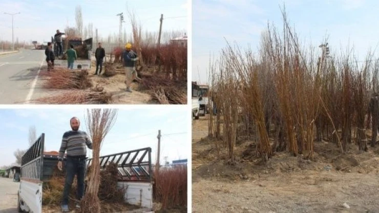 Iğdır'ın sarı altınının fidan satışları başladı