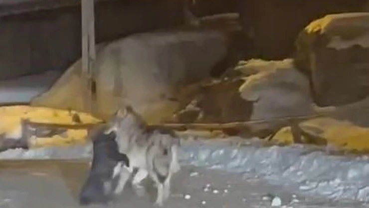 Aç kalan kurt, köpeği sürükleyerek götürdü